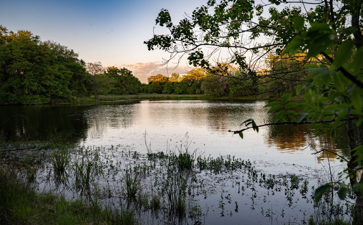 Pond sunset